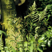 Hardy Fern Dryopteris Cristata